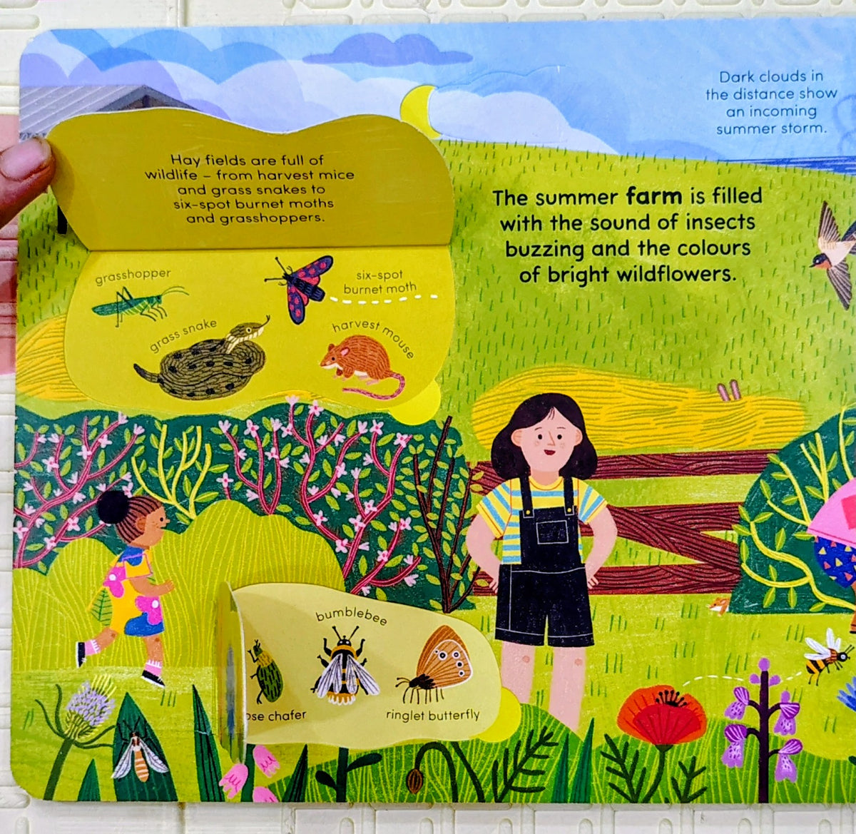 A Walk in Summer | Lift the Flap to know the Season
