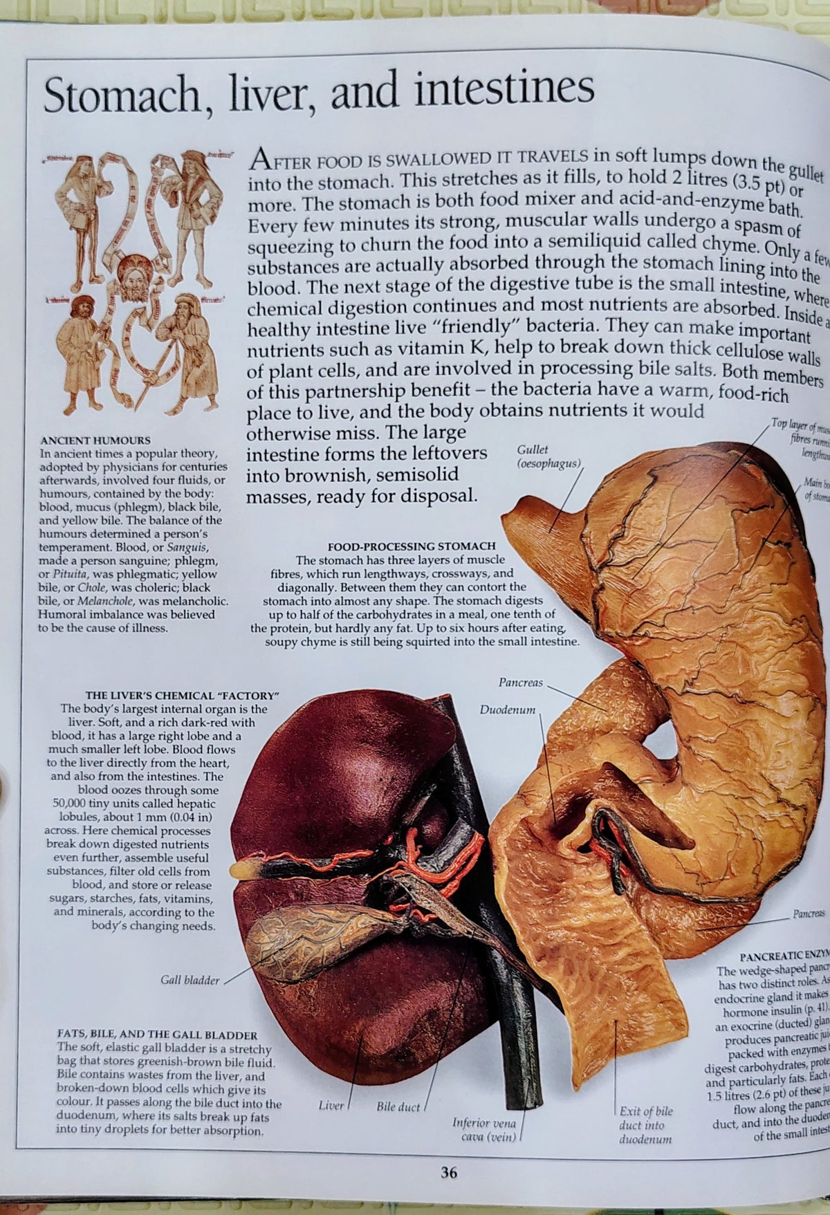 Eyewitness Science Human Body | DK