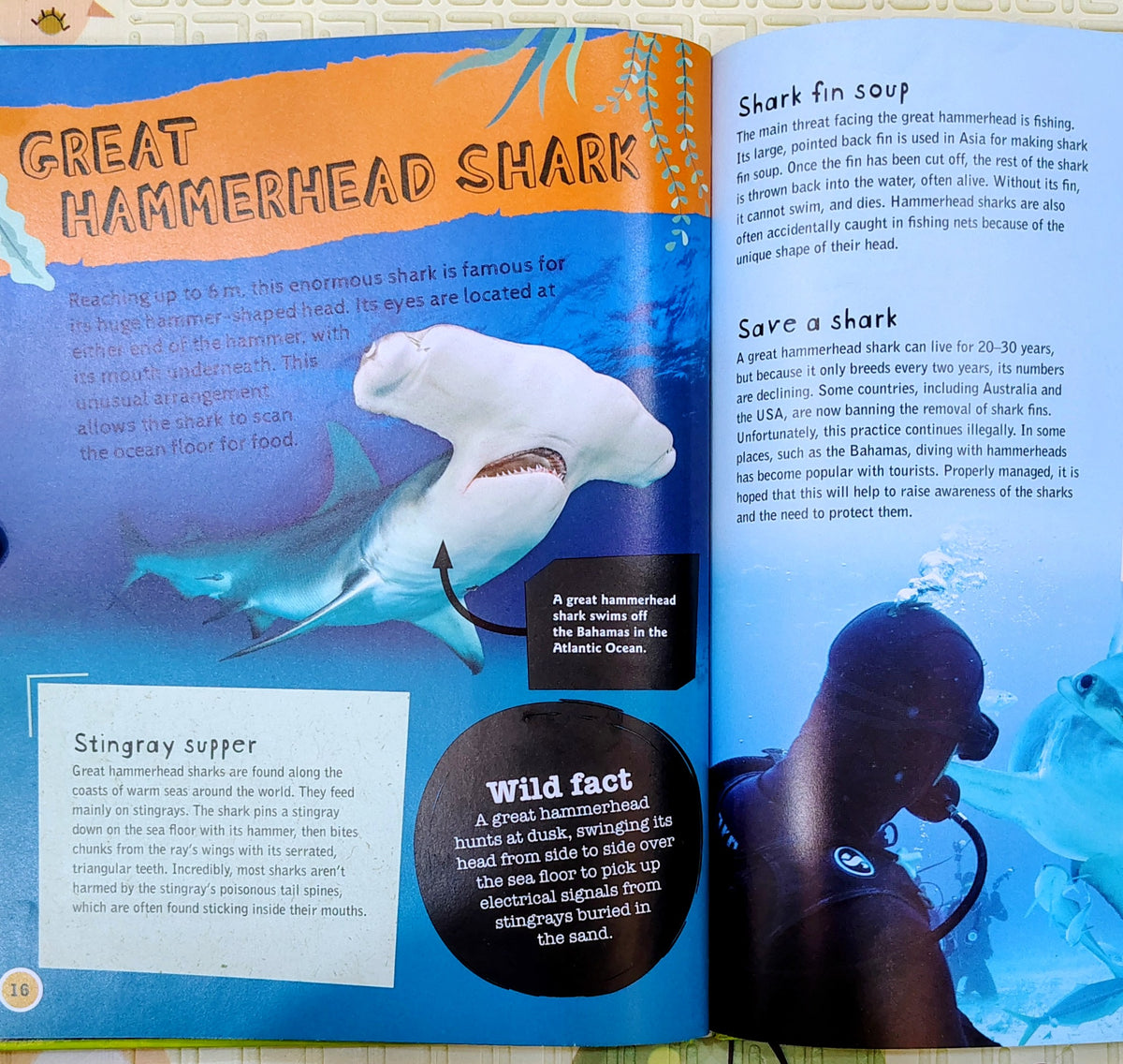 Endangered Wildlife Ocean Life | Wayland Non-Fiction
