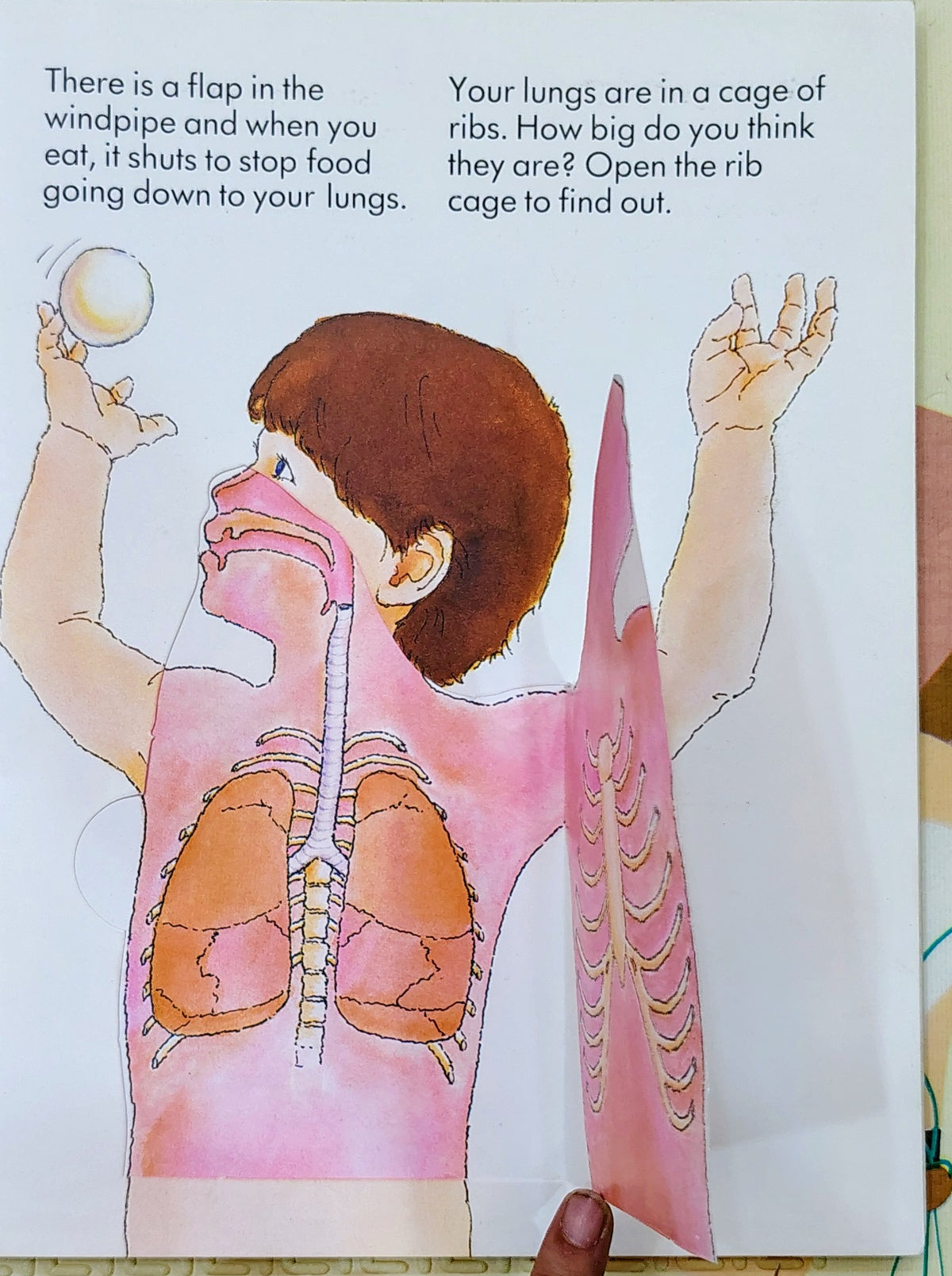 Outside-in | Lift-the-flap body book | Frances Lincoln