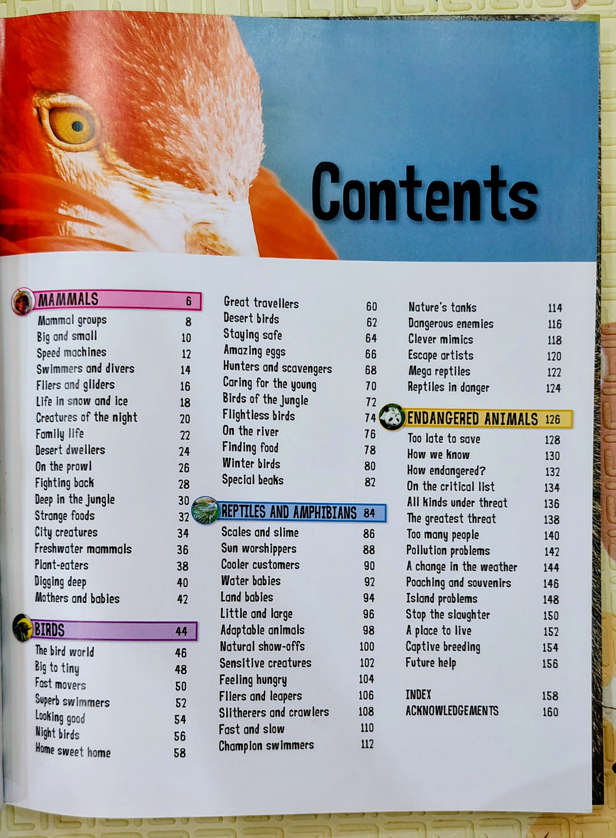 Wild About Animals by Miles Kelly | Non-Fiction