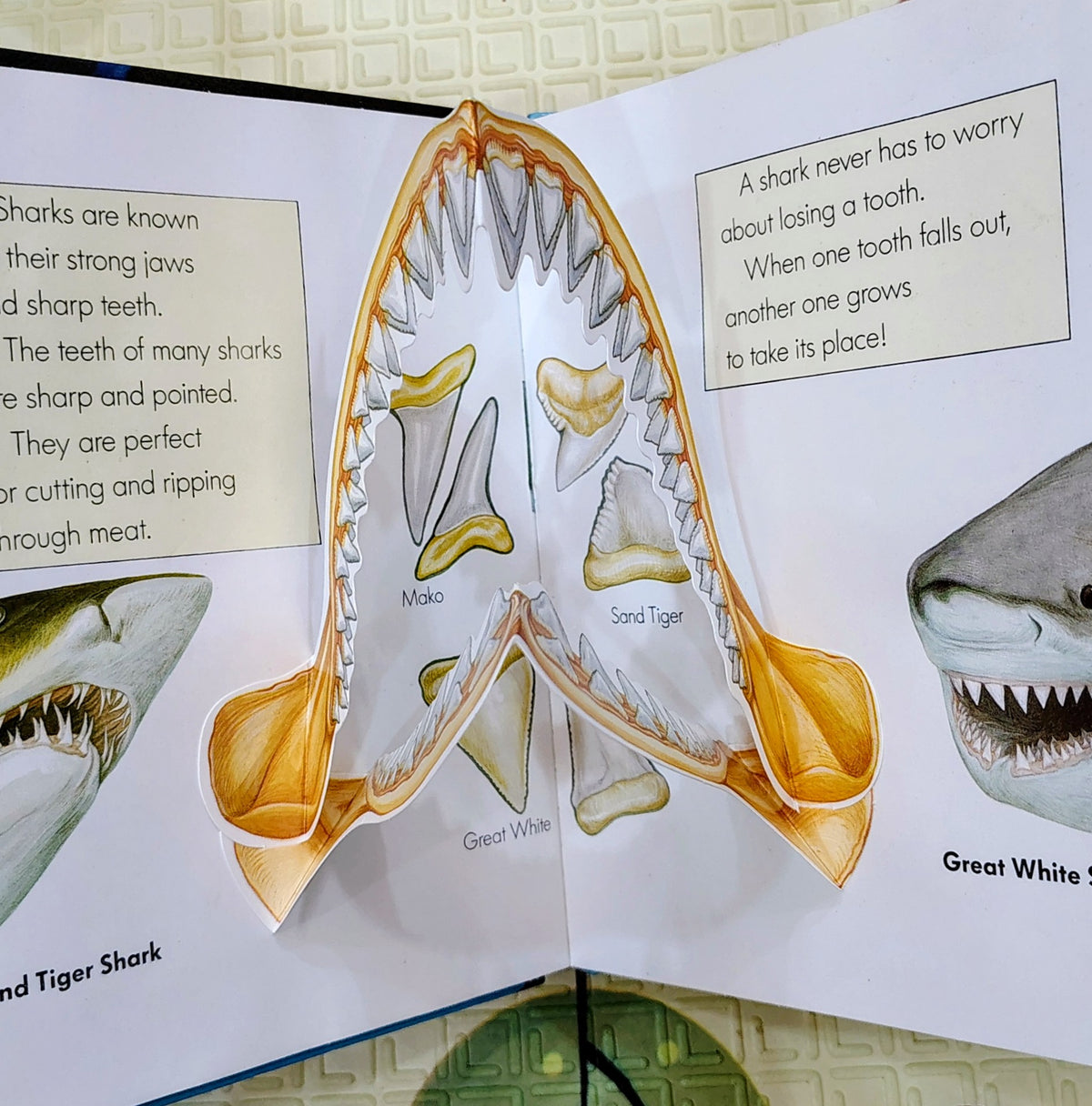Sharks in Action | First Science Pop-Ups | Educational