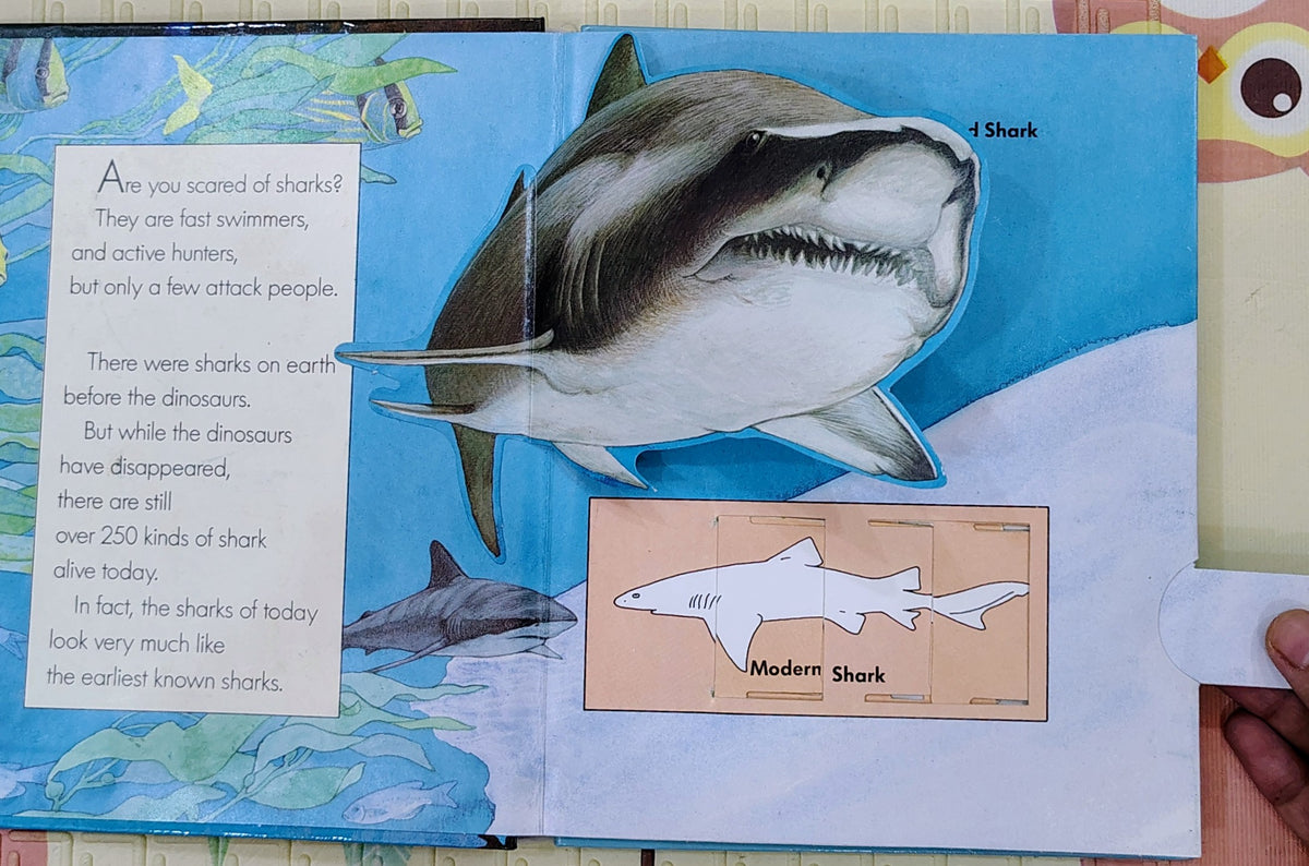Sharks in Action | First Science Pop-Ups | Educational