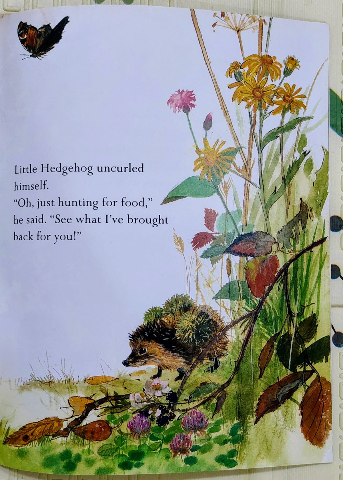 The Prickly Hedgehog by Mark Ezra and Gavin Rowe