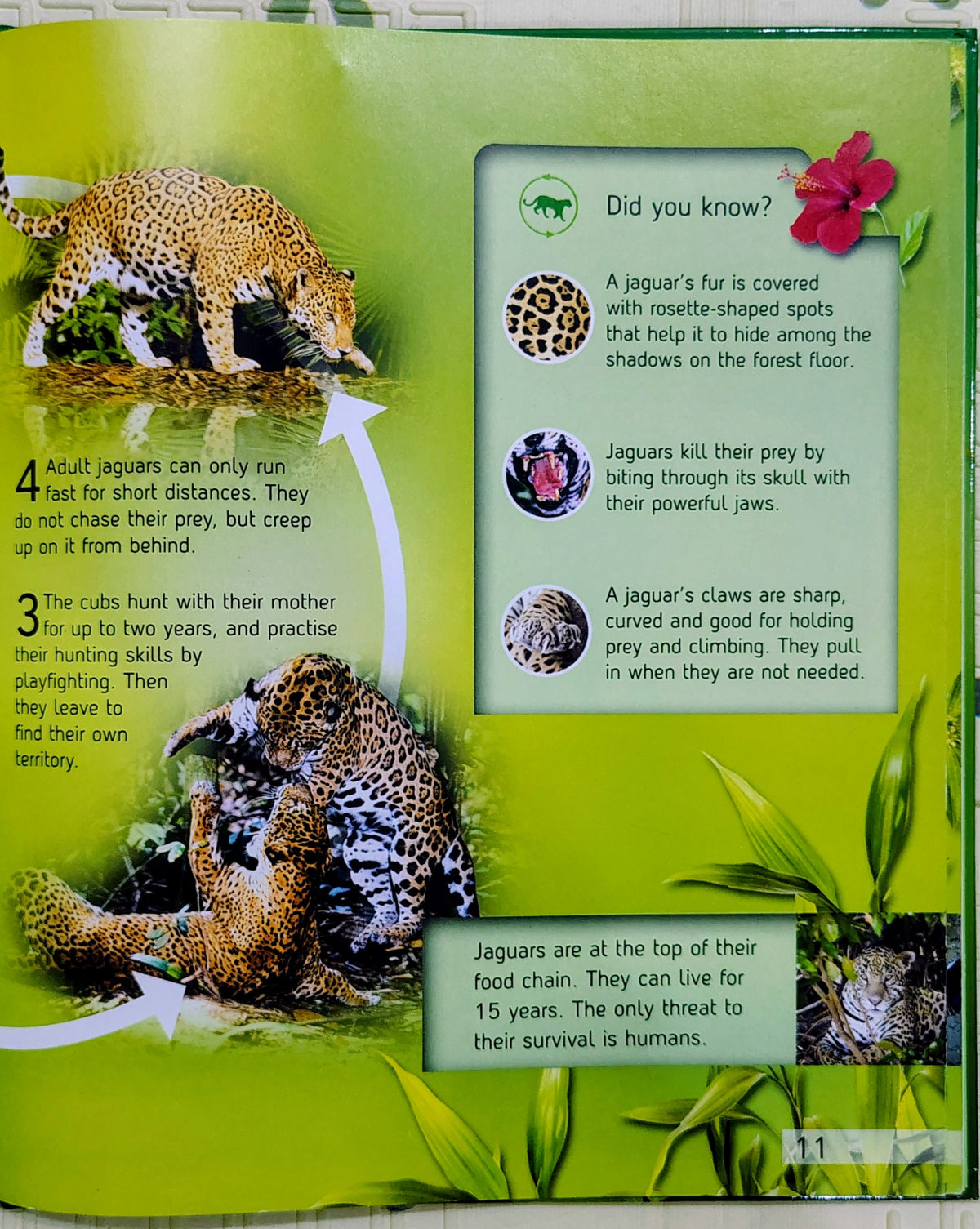 Rainforest (Life Cycles) | Discover Earth's Ecosystems | Kingfisher