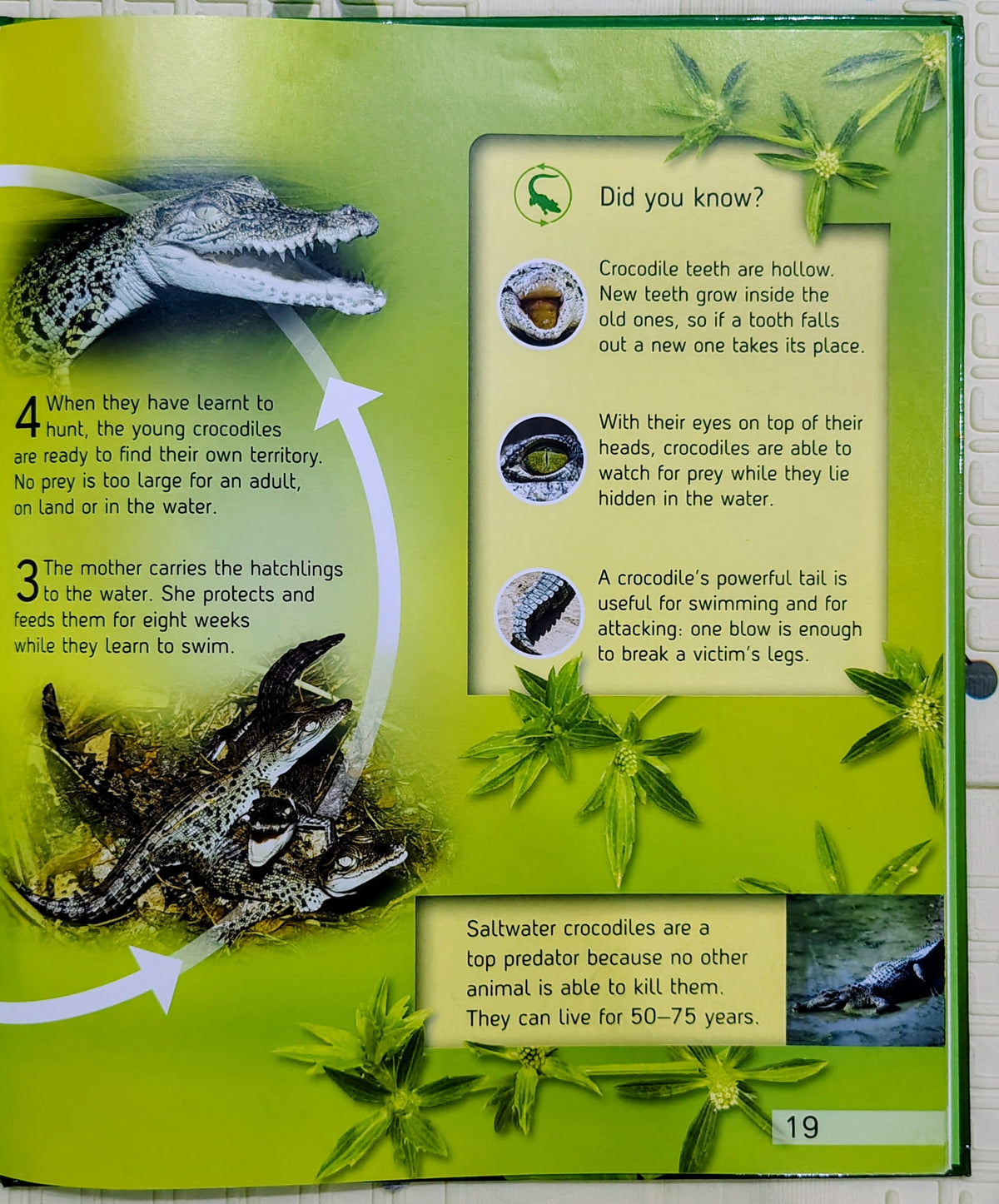 Rainforest (Life Cycles) | Discover Earth's Ecosystems | Kingfisher