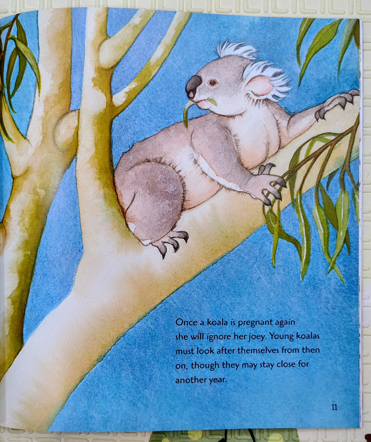 Koala by Claire Saxby & Julie Vivas | Walker | Nature Story