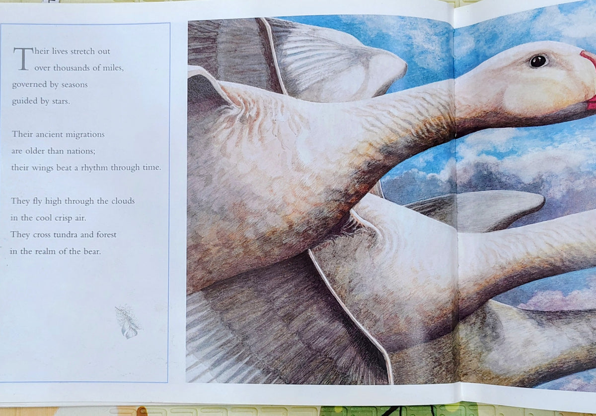 The Flight of the Snow Geese by Deborah King | Collins | Nature