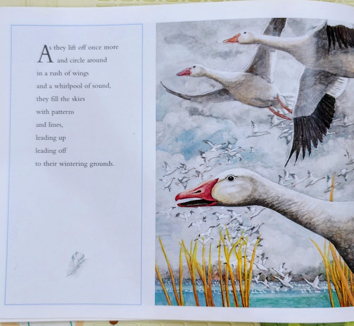 The Flight of the Snow Geese by Deborah King | Collins | Nature