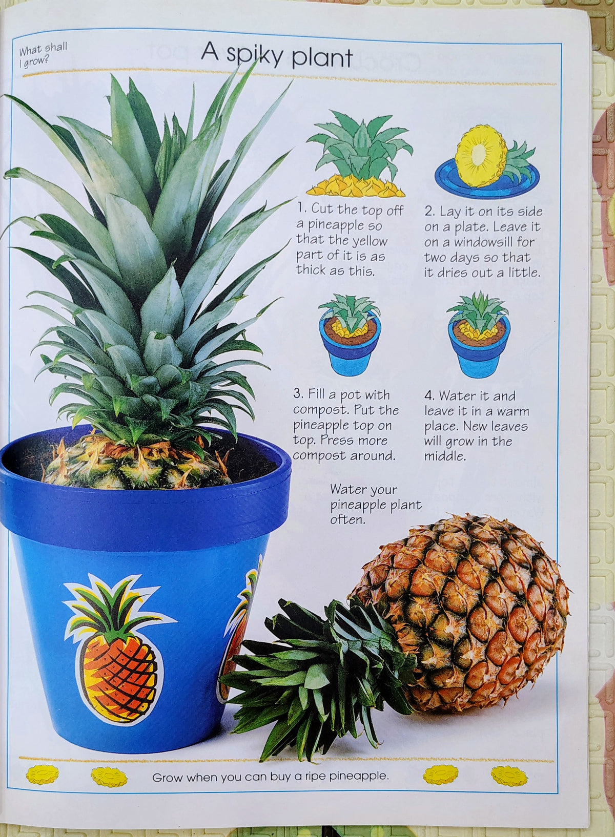 What Shall I Grow? | Usborne Publishing | Gardening & Nature