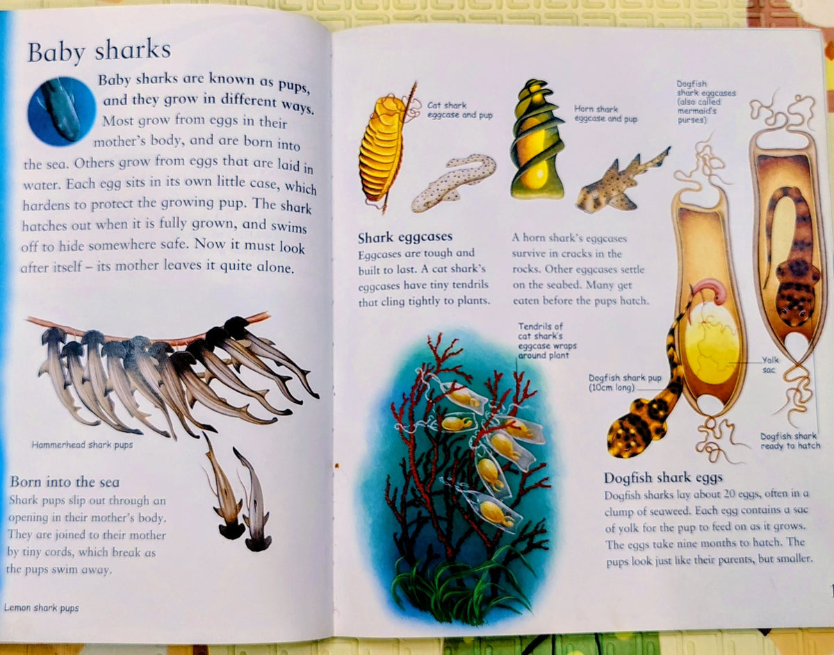 My Best Book of Sharks by Kingfisher
